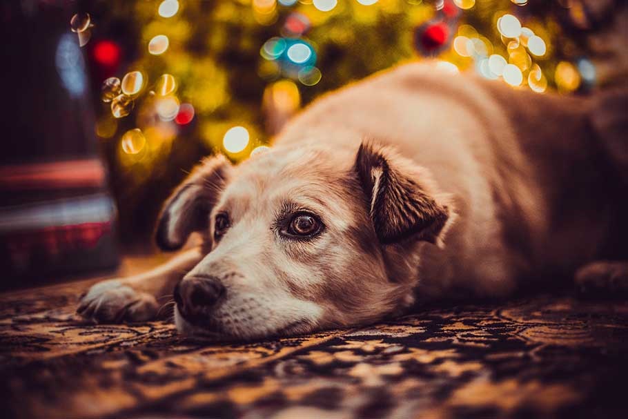 Holiday Party Tips for Pets