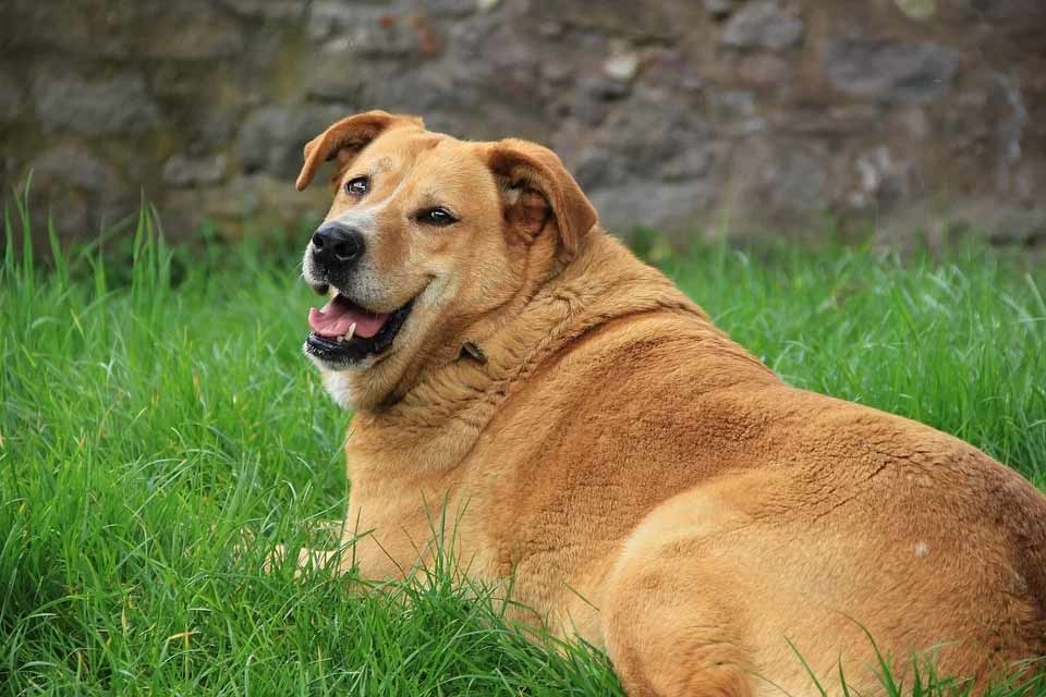 Overweight dog, dog obesity